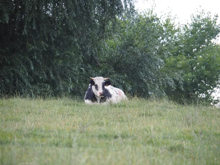 Black and white cow (Holstein Friesian)